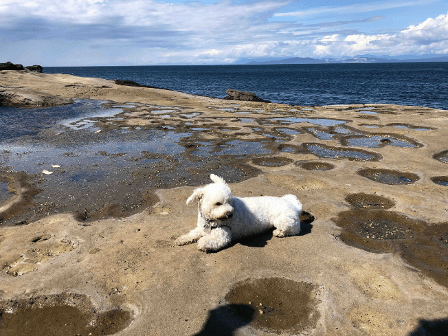 Zoe the Bichon Frise, Neesha B's little white therapy dog, on sandy rock platform